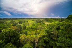 Amazon Rainforest at Sacha Lodge, Coca, Ecuador, South America