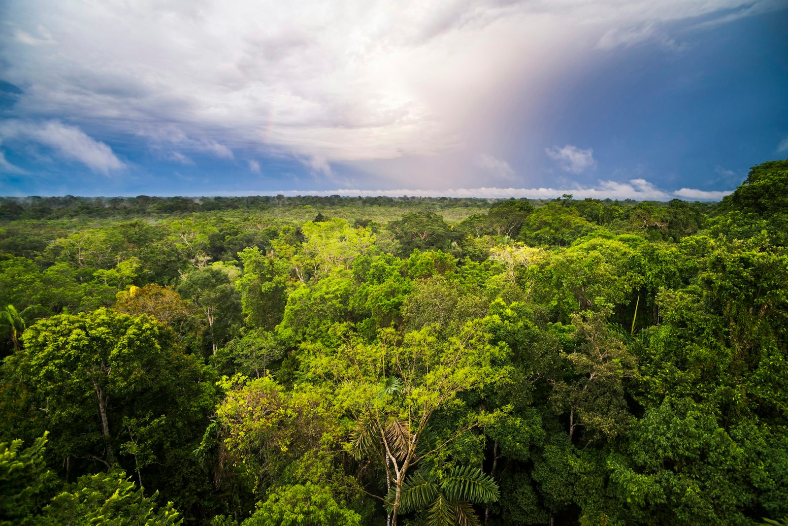 Amazon Rainforest at Sacha Lodge, Coca, Ecuador, South America