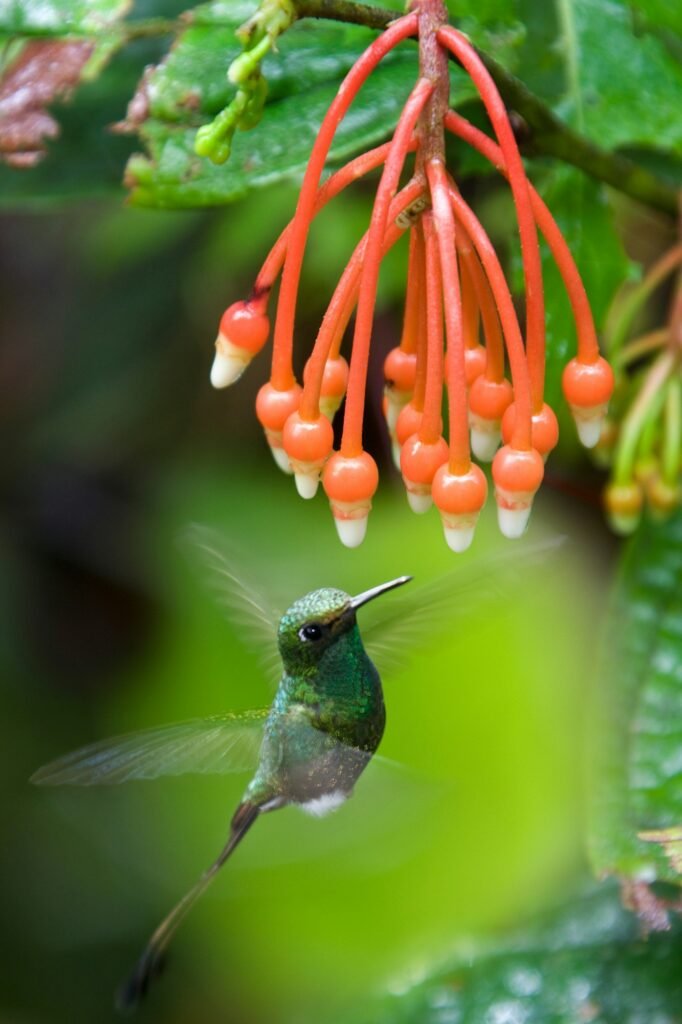 Booted Racket-tail Hummingbird - Mindo Cloud Forest - Ecuador