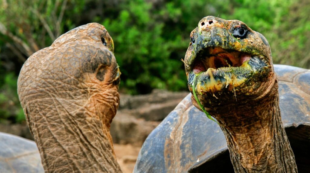 Galápagos National Park