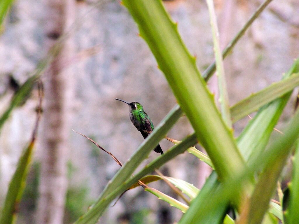 Hummingbird - Colibrì - Cuba