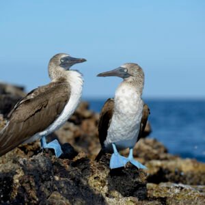 Galápagos - Isla Santa Cruz